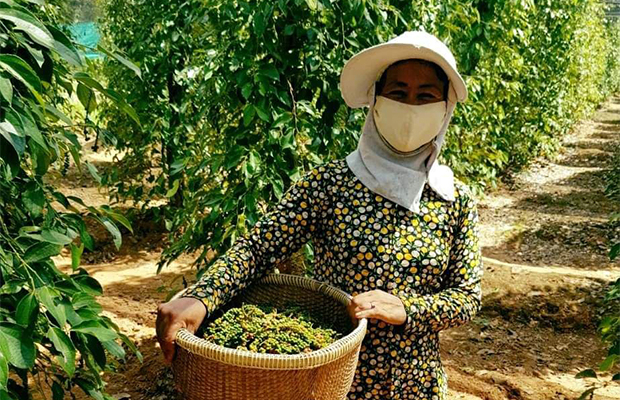 Beginning of The Harvest