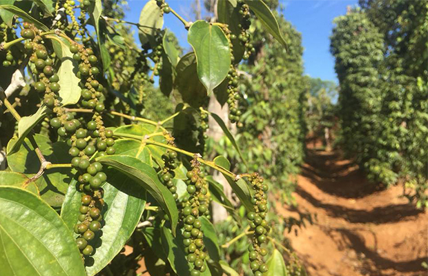 Pepper Vines