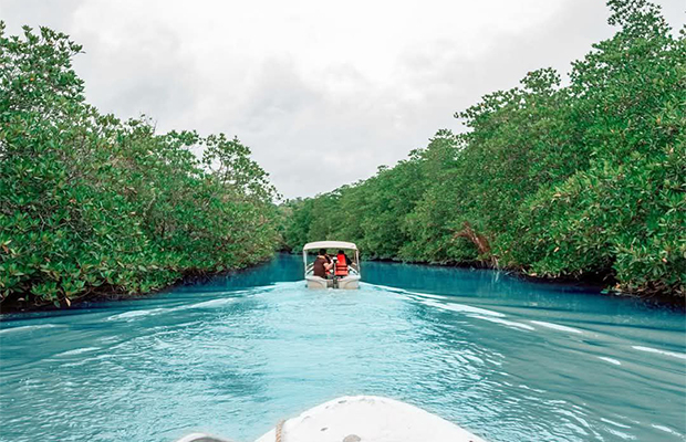 Boat through the Mangroves